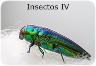 insectos4