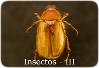p Fauna Insectos3