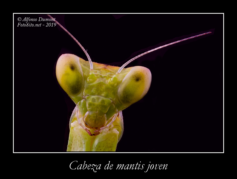 Cabeza de mantis joven