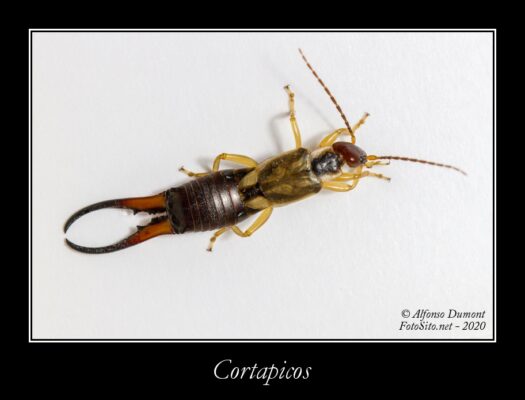 Cortapicos