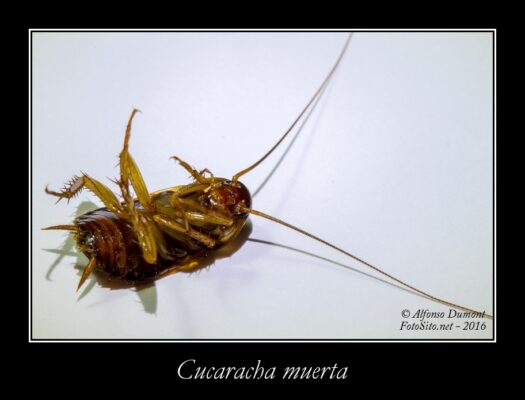 Cucaracha muerta
