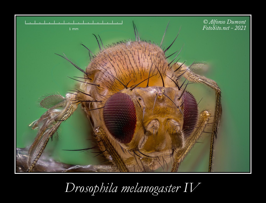 Drosophila melanogaster IV
