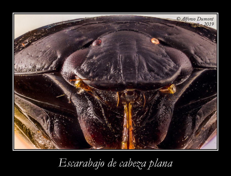 Escarabajo de cabeza plana