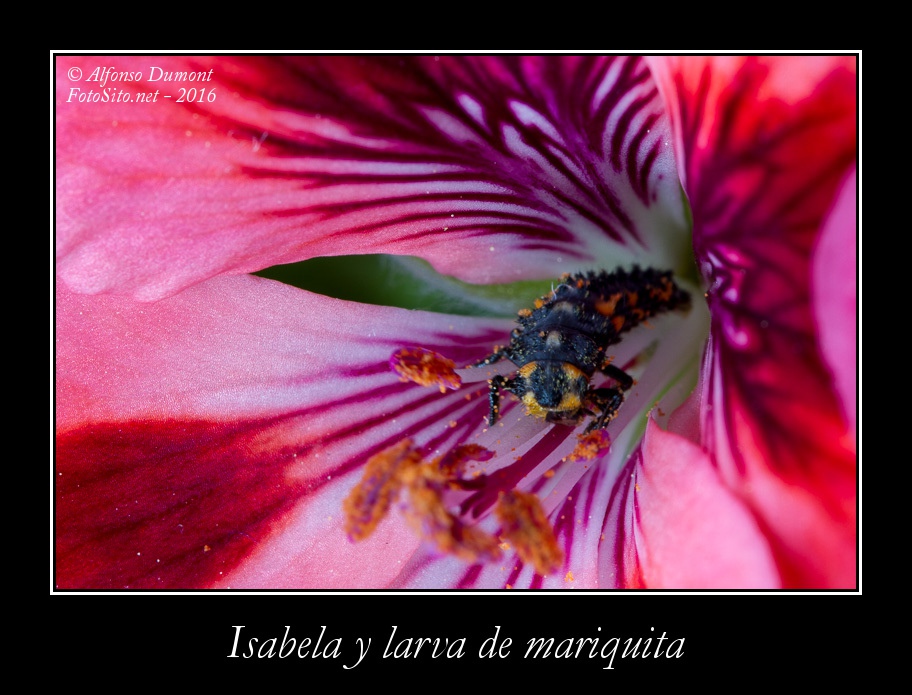 Isabela y larva de mariquita