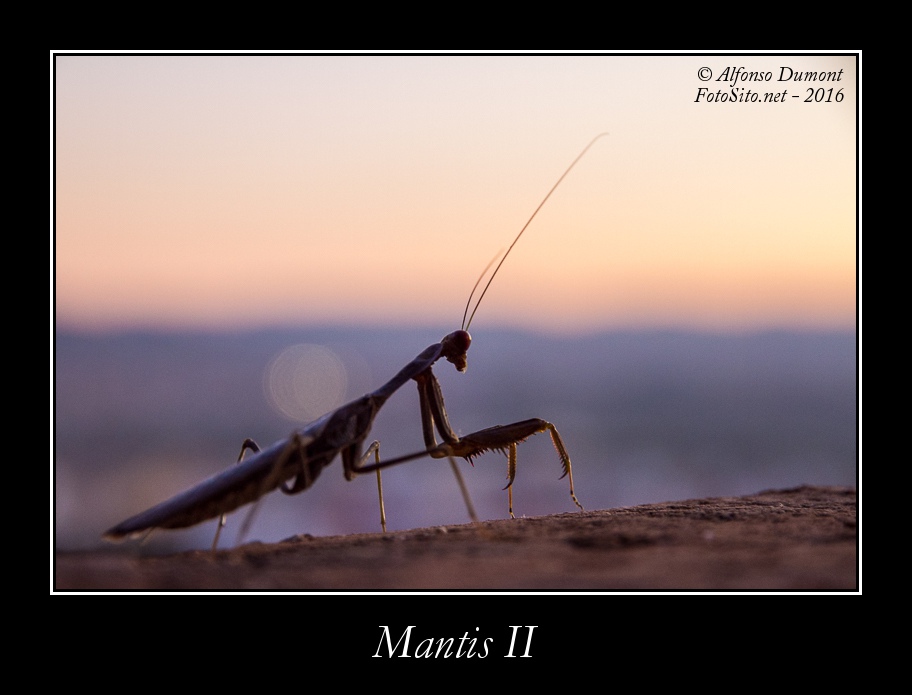 Mantis II