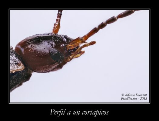 Perfil a un cortapicos