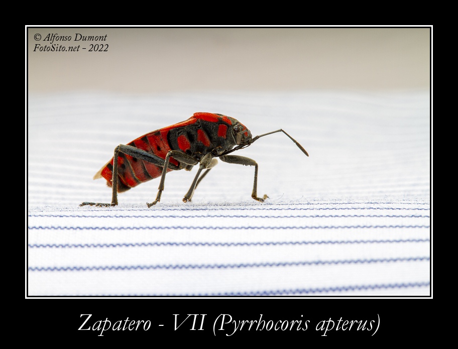 Zapatero VII Pyrrhocoris apterus