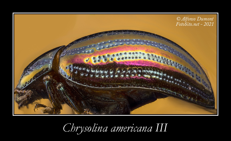 Chrysolina americana III