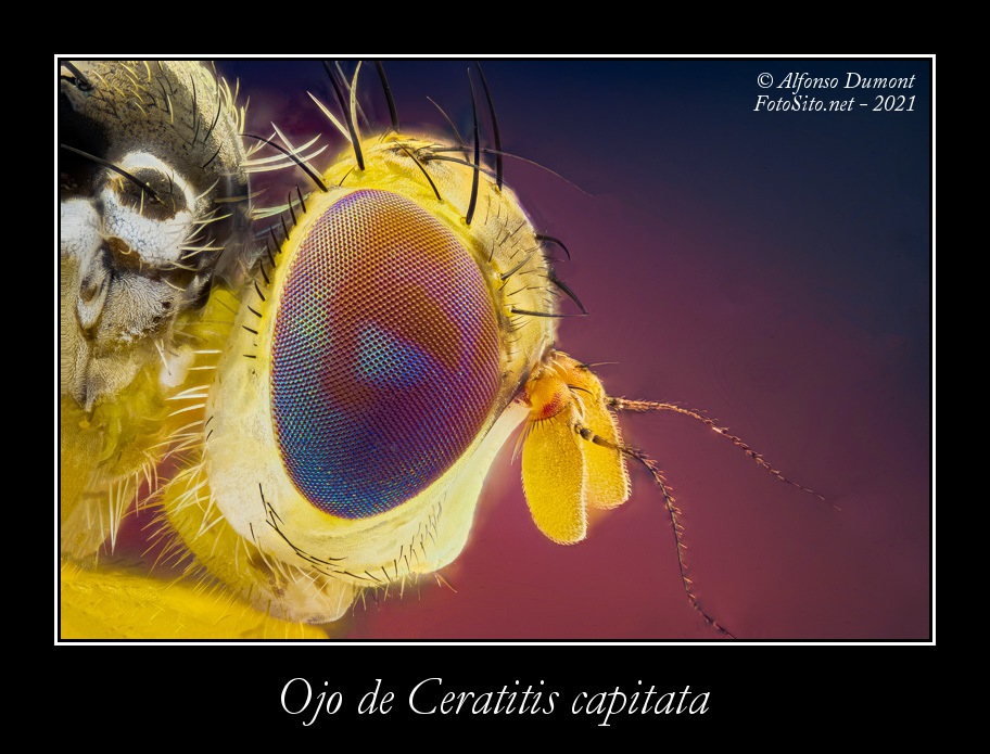 Ojo de Ceratitis capitata