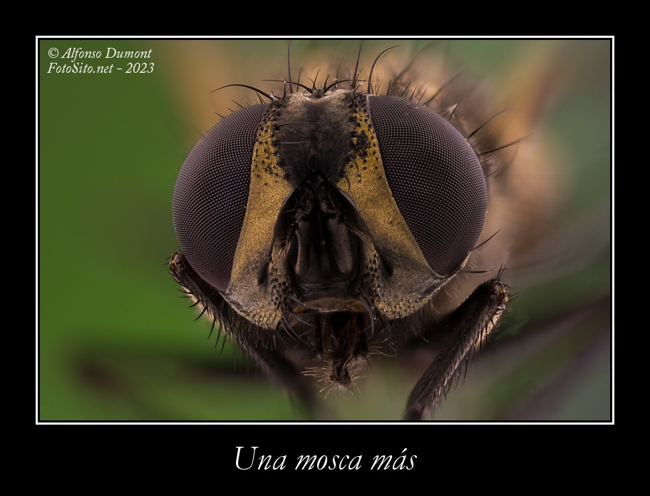 Una mosca mas