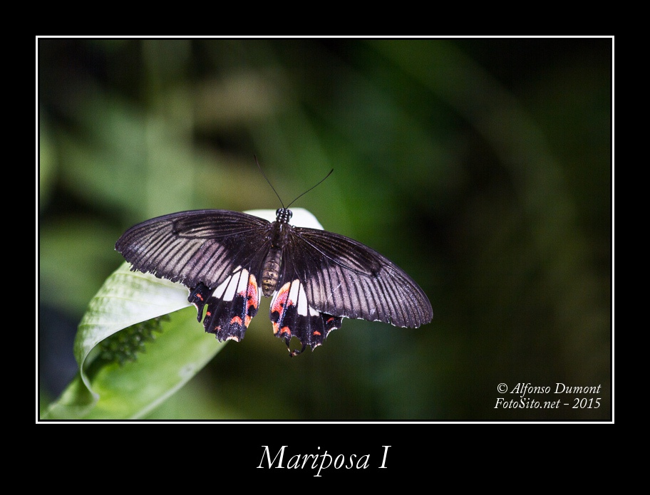 Mariposa I