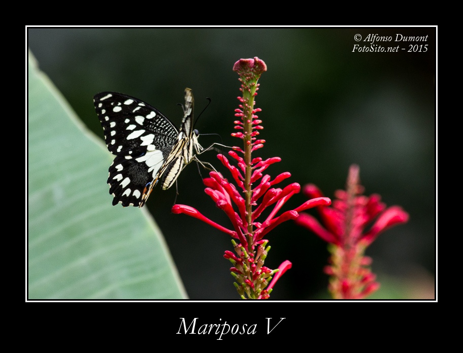Mariposa V