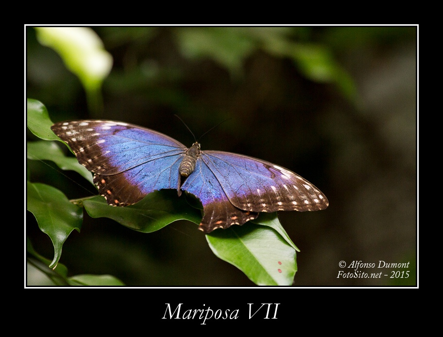Mariposa VII