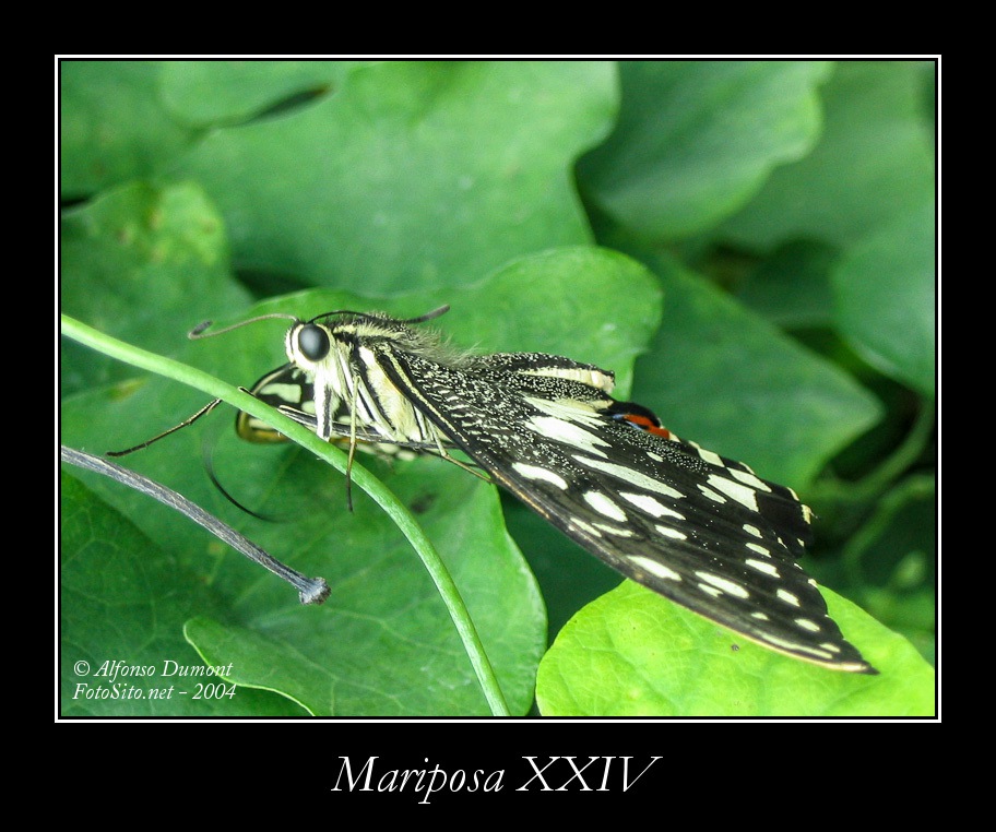 Mariposa XXIV