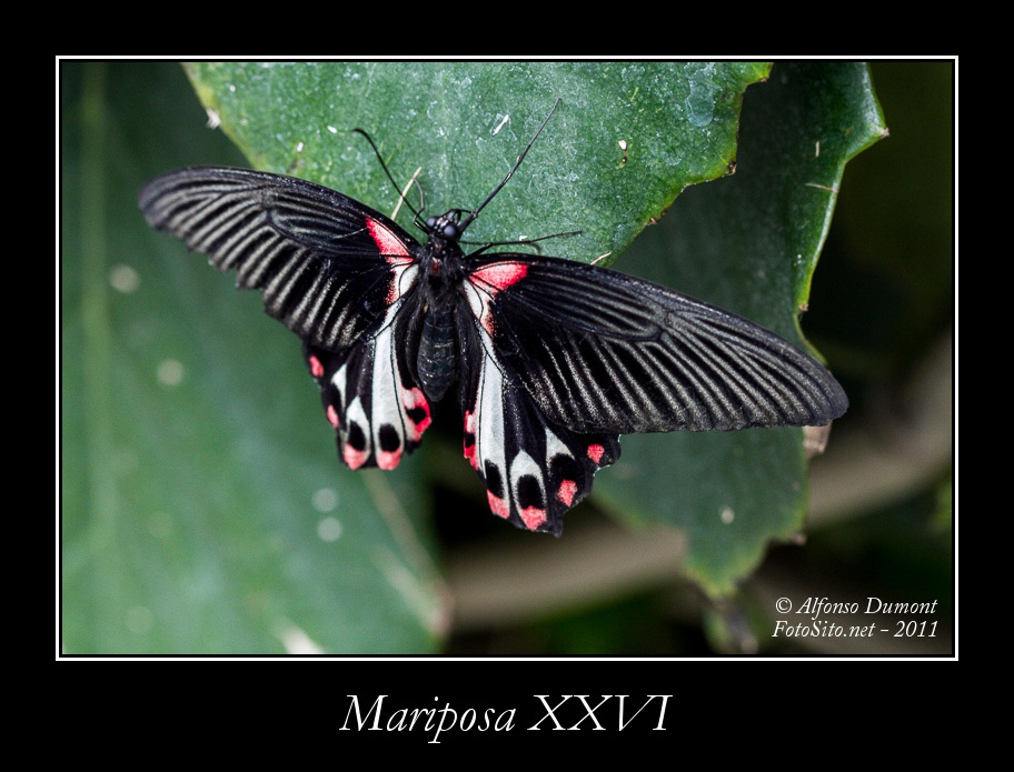 Mariposa XXVI