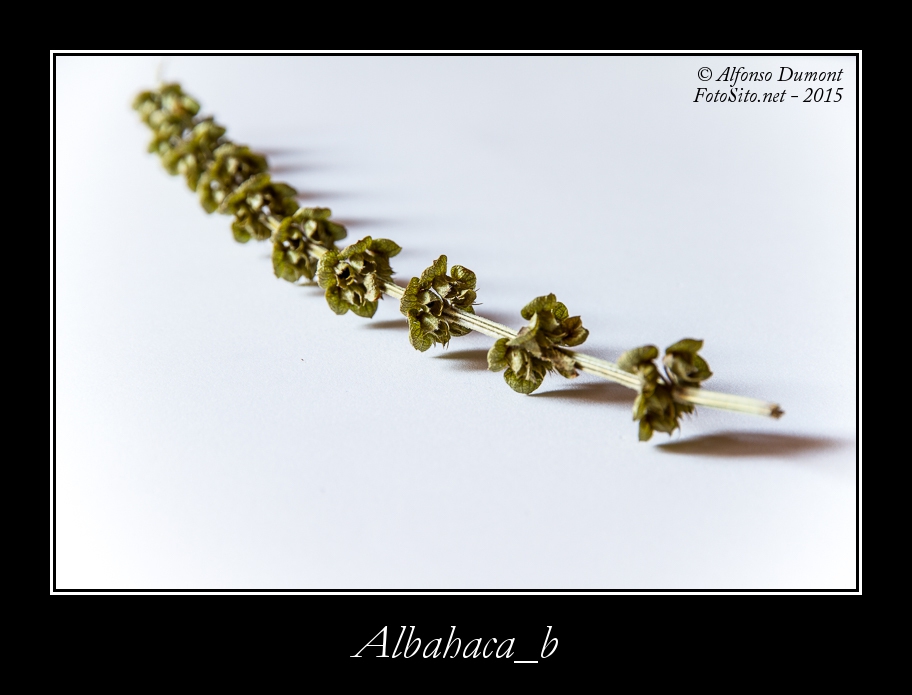 Albahaca b