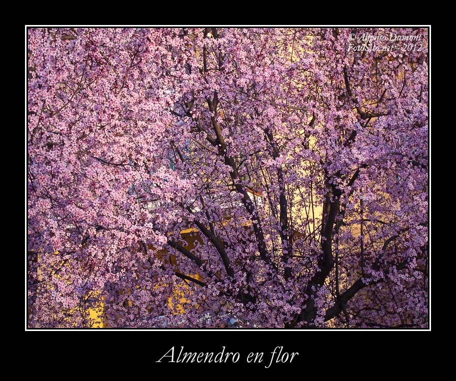 Almendro en flor