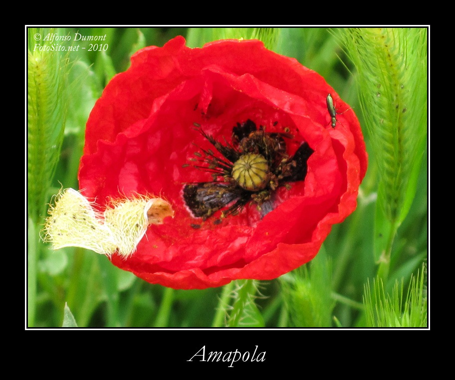 Amapola