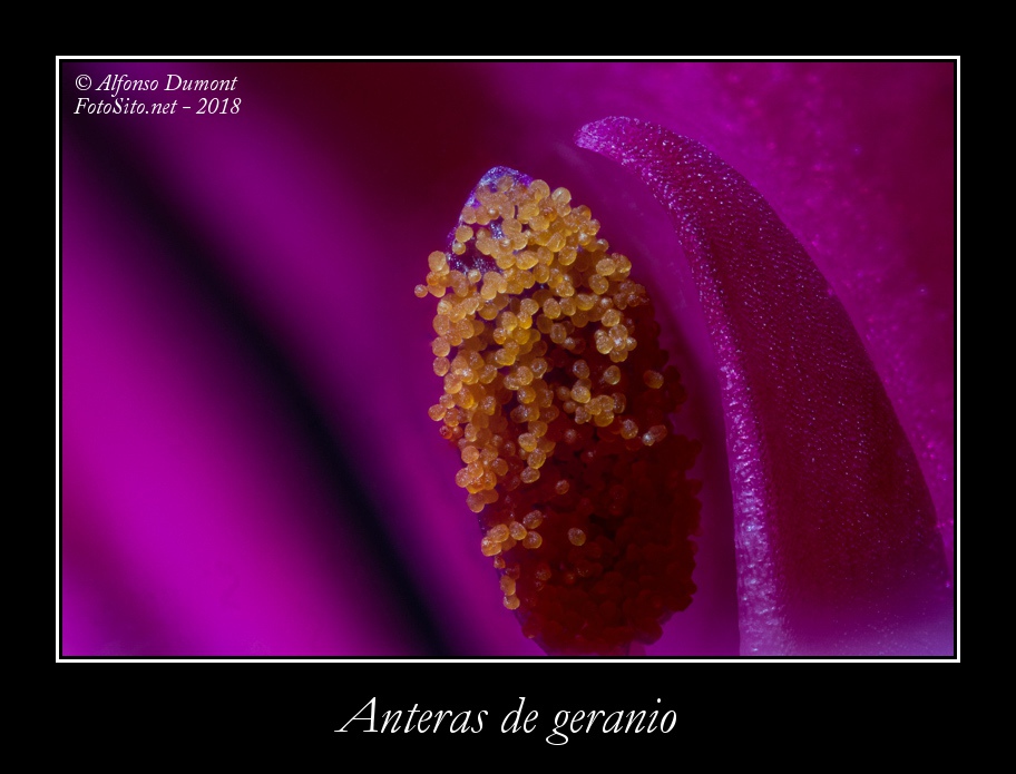 Anteras de geranio