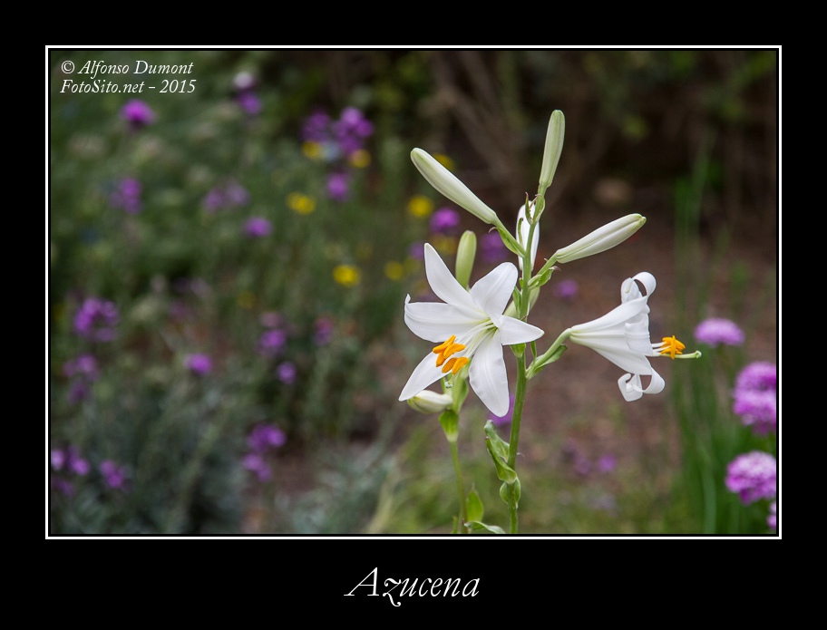 Azucena