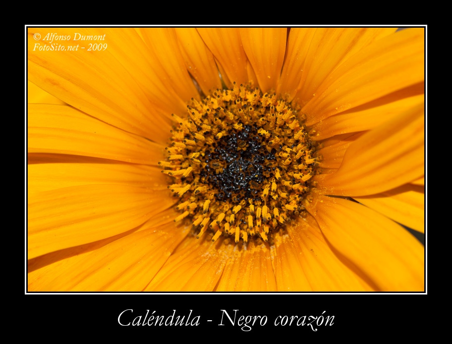 Calendula Negro corazon