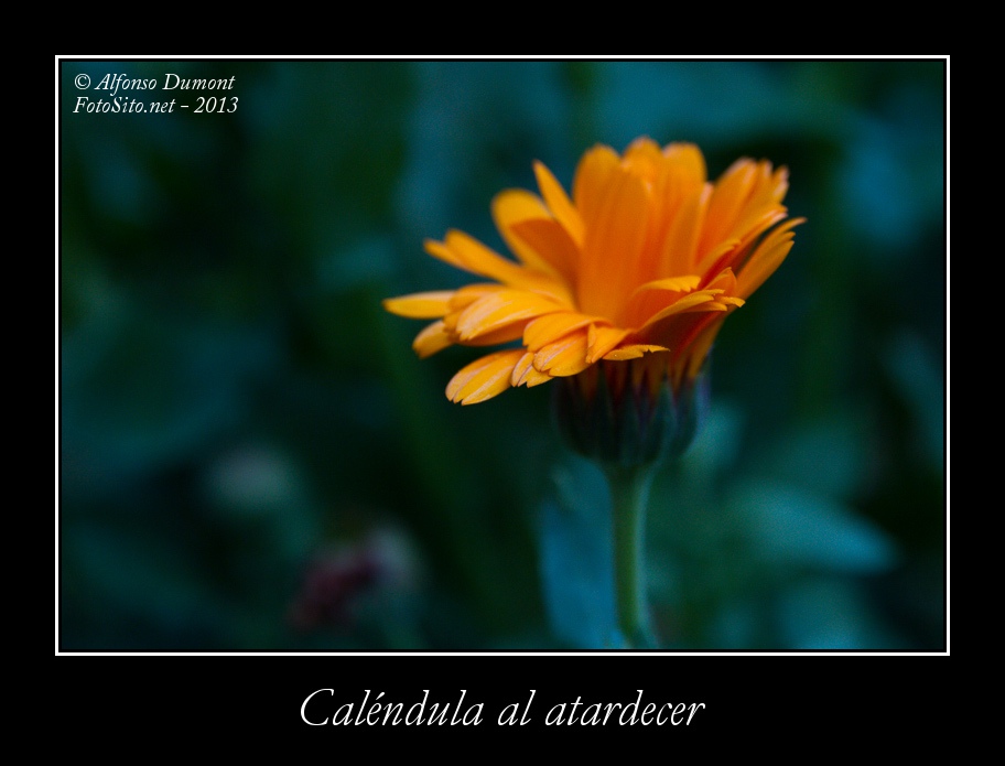 Calendula al atardecer