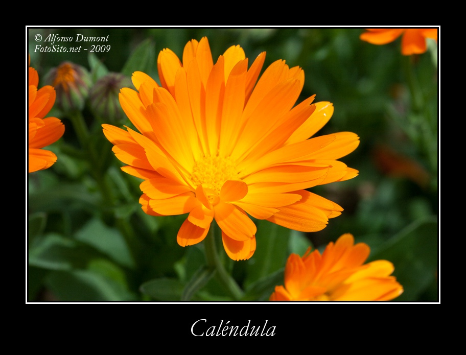 Calendula