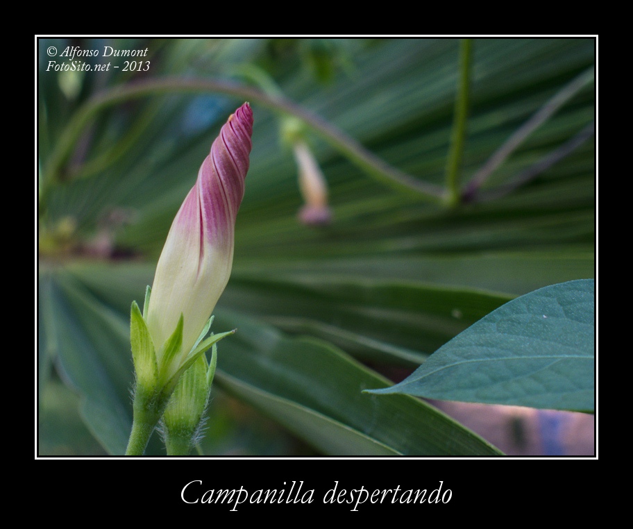 Campanilla despertando