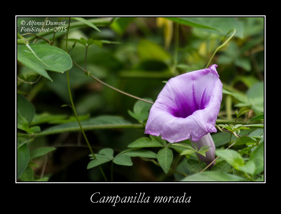 Campanilla morada