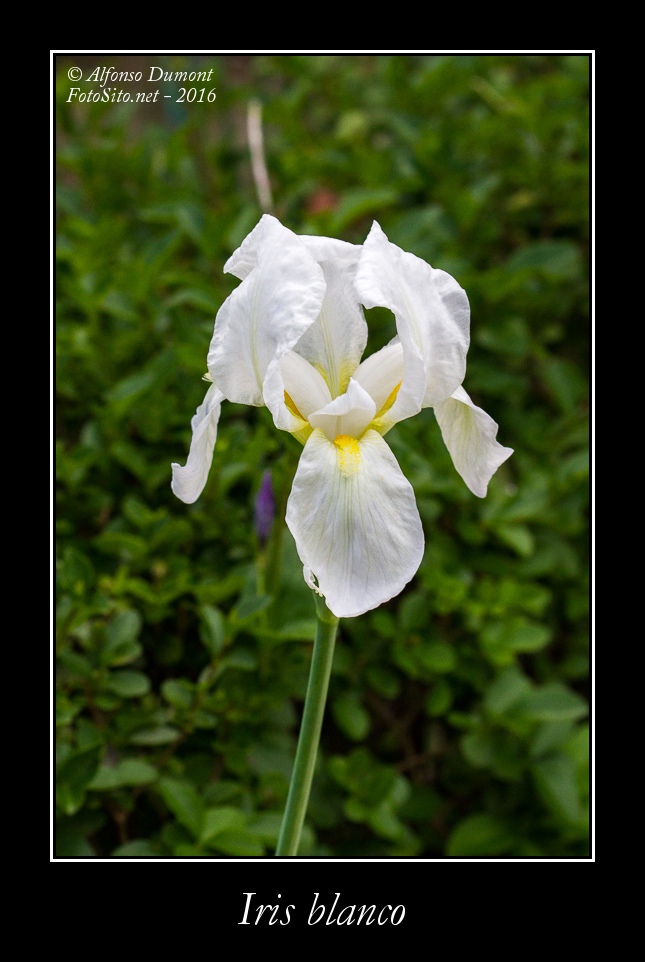 Iris blanco