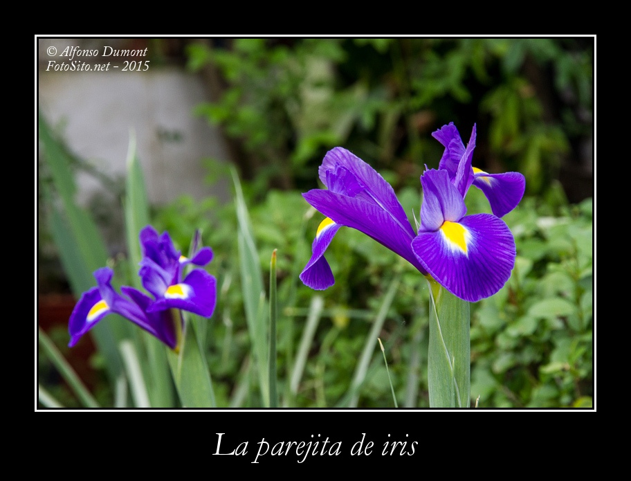 La parejita de iris