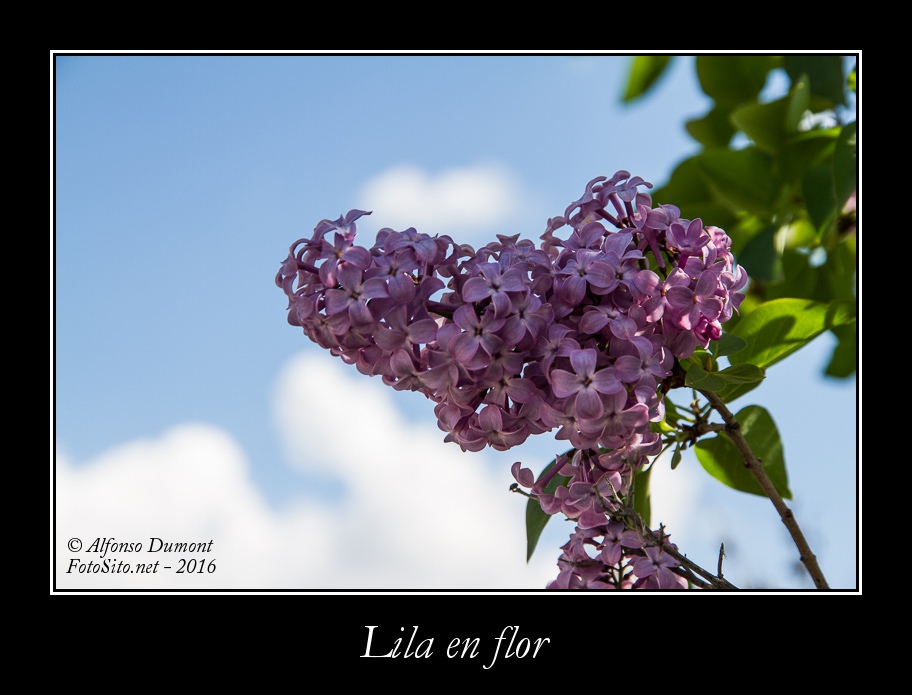 Lila en flor