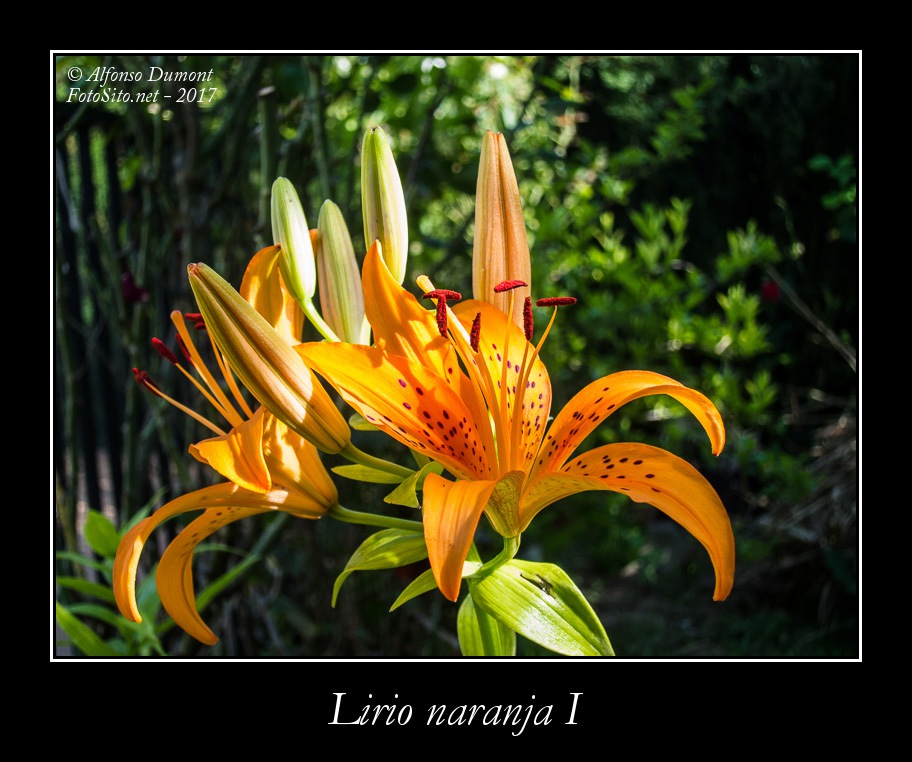 Lirio naranja I