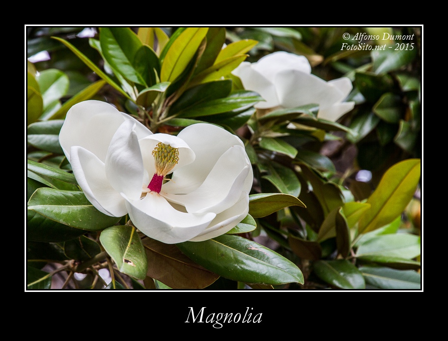 Magnolia