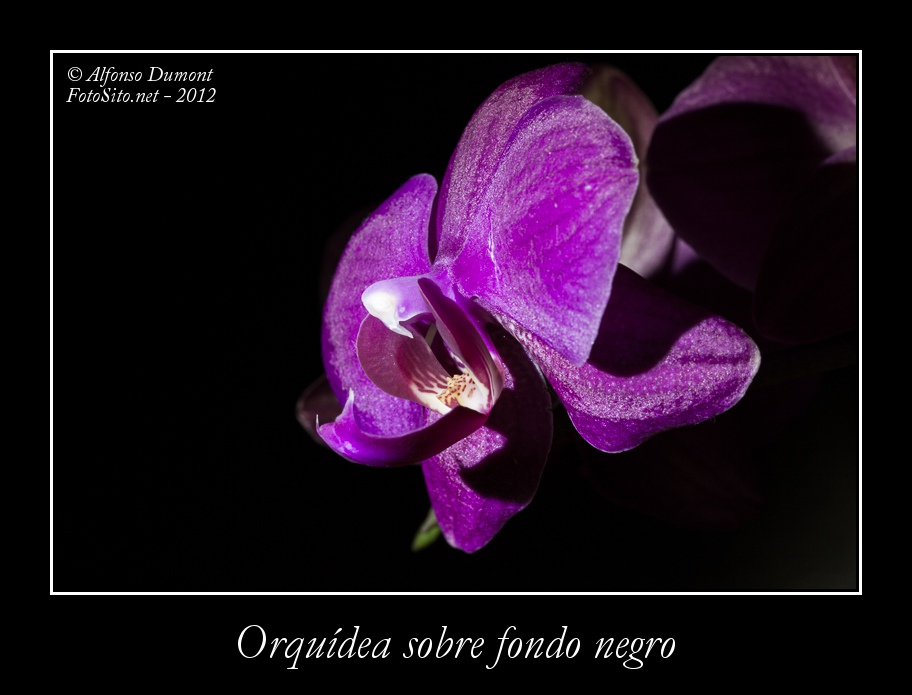 Orquidea sobre fondo negro