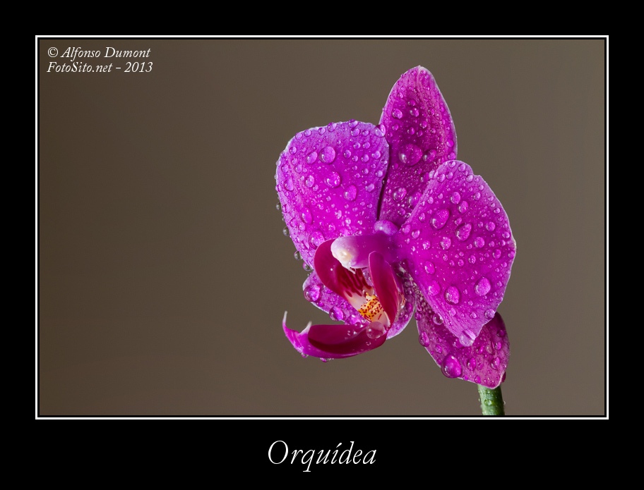 Orquidea