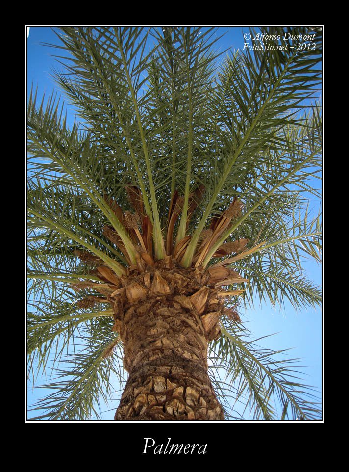 Palmera