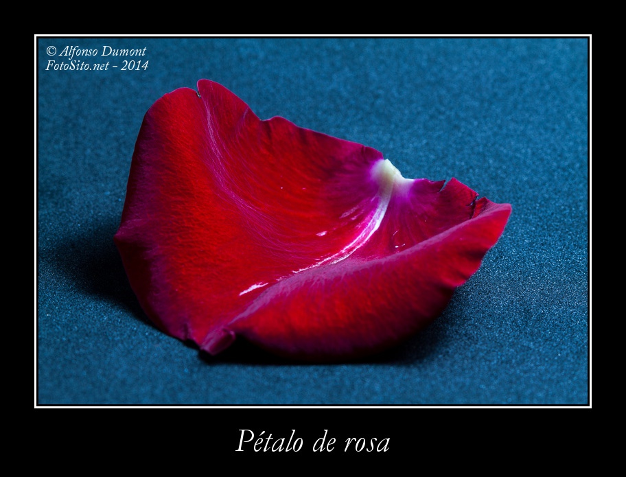 Petalo de rosa