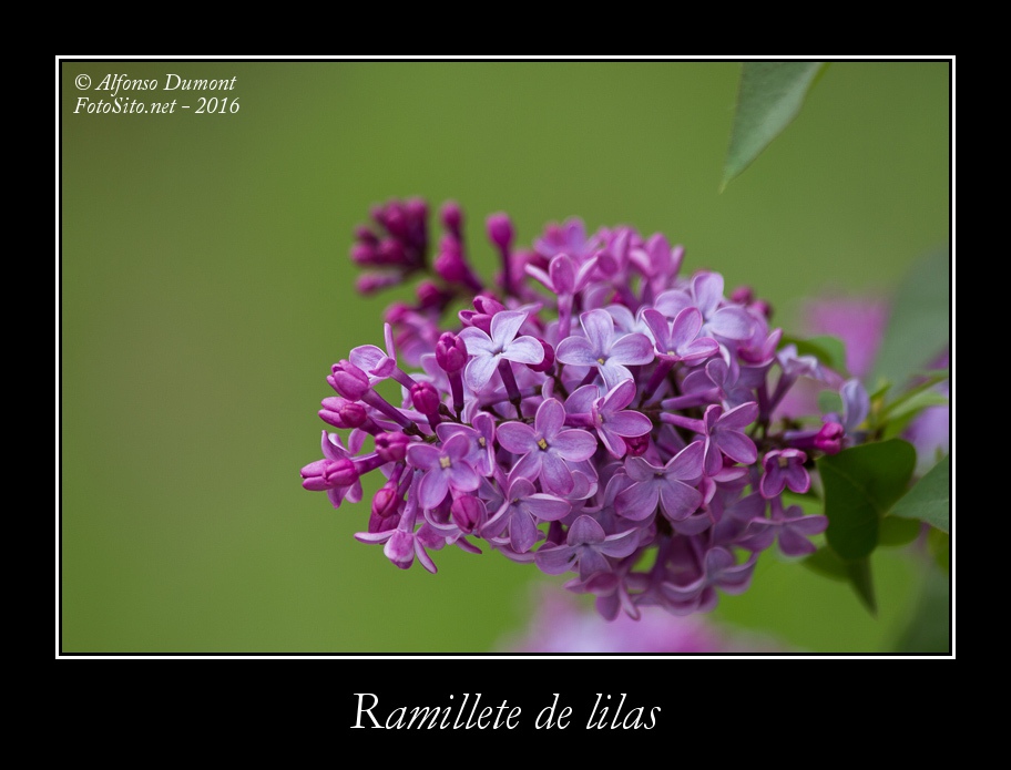 Ramillete de lilas