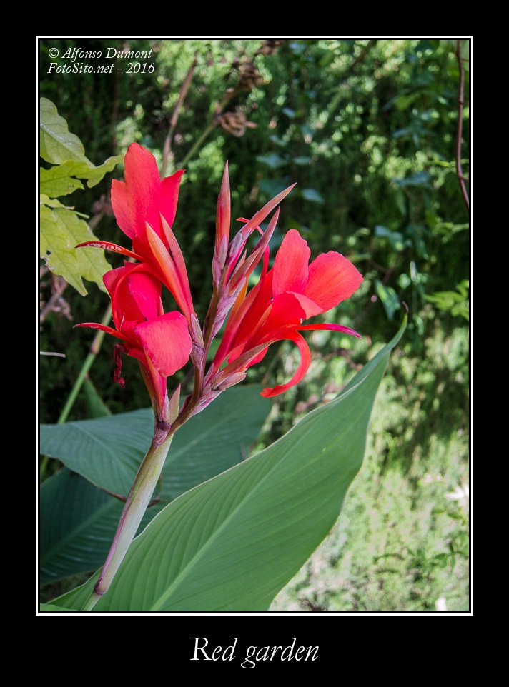 Red garden