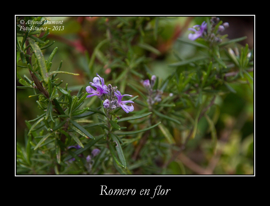 Romero en flor