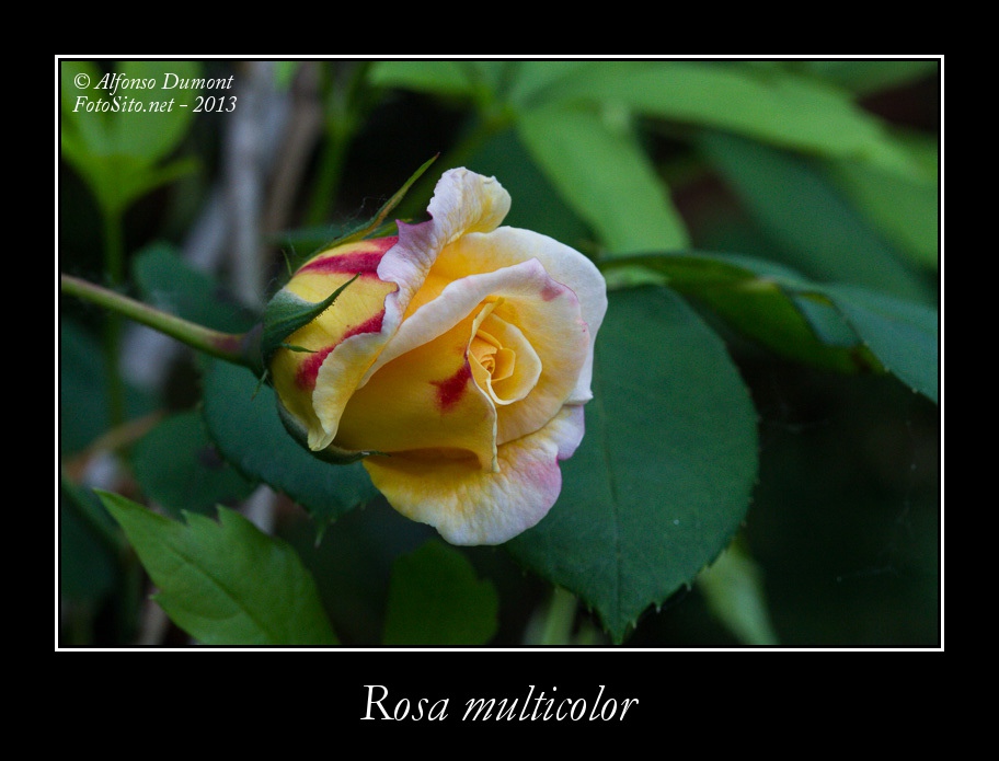 Rosa multicolor