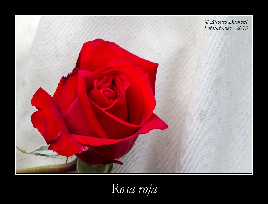 Rosa roja