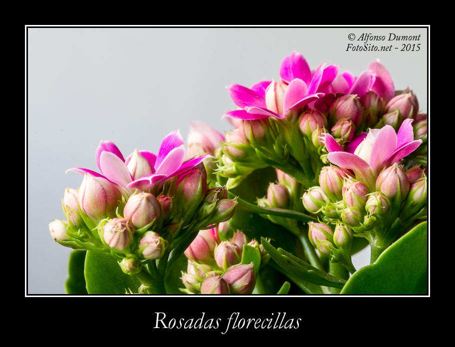 Rosadas florecillas