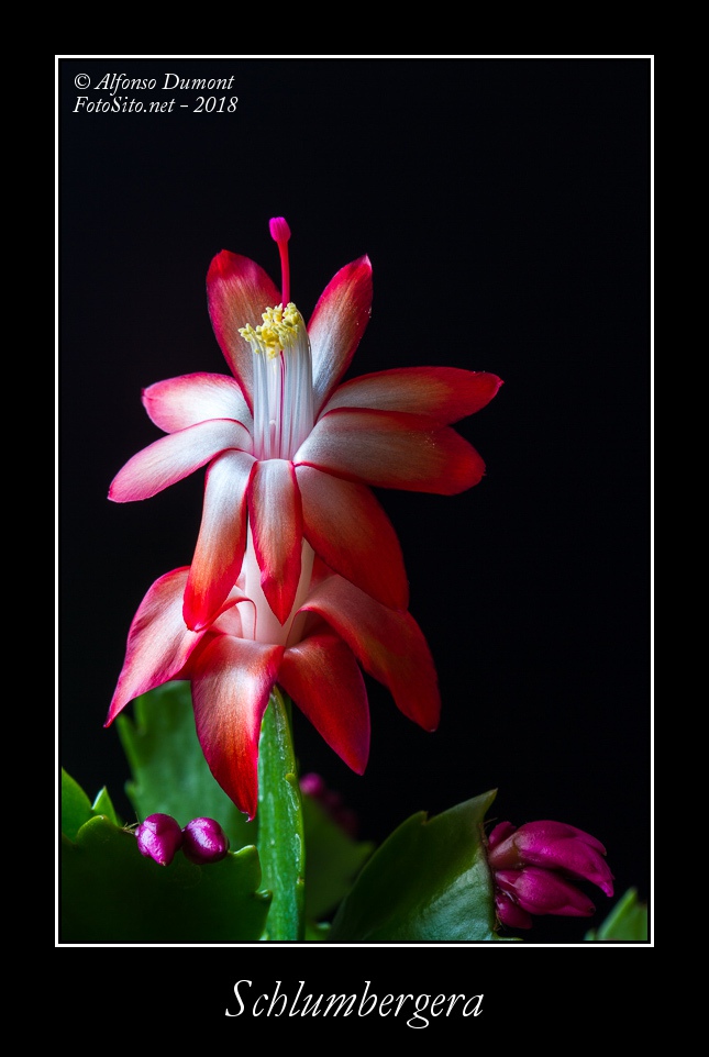 Schlumbergera