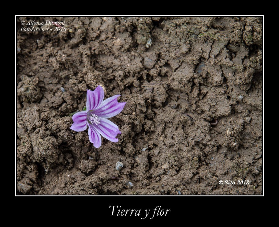 Tierra y flor