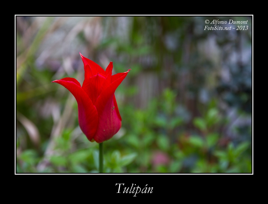 Tulipan