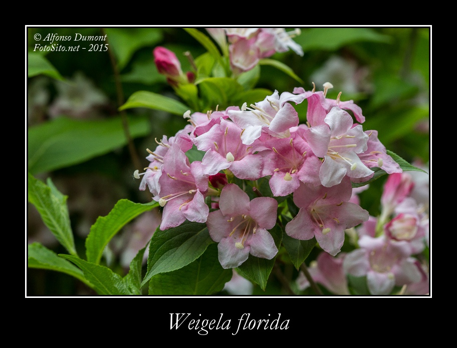 Weigela florida