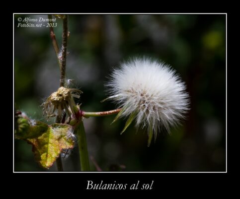Bulanicos al sol