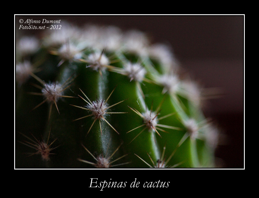 Espinas de cactus